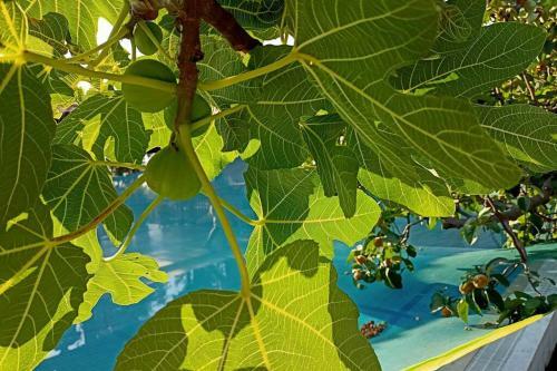 Fruit Garden Apartments
