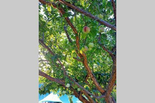 Fruit Garden Apartments