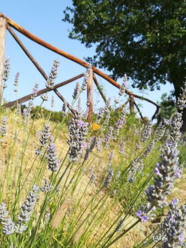 La Casa Gialla Belvedere