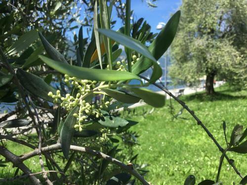 Apartamento Comolakehome A Due Passi Dal Lago