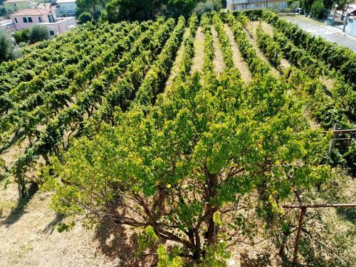 Apartamento Il Vigneto