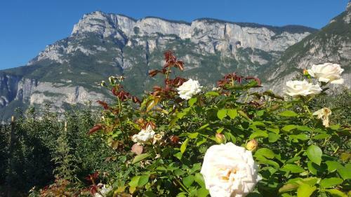 Agroturismo Agritur Clementi