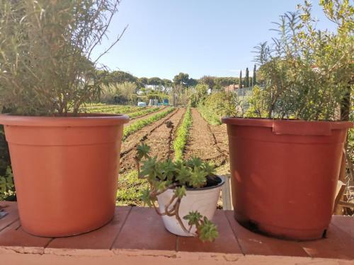 Giannella Tuscany Holidays