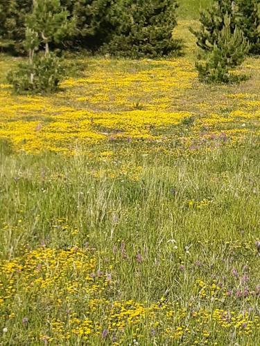 Apartamento Paradiso Incontaminato