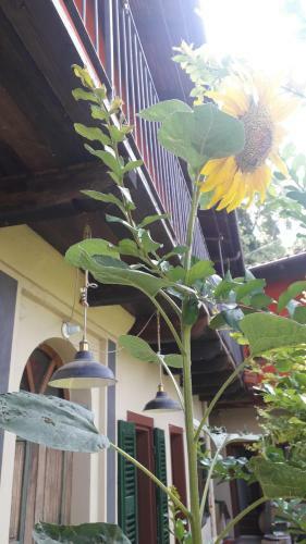 Bed & Breakfast Pocoburro Ca' D'arte