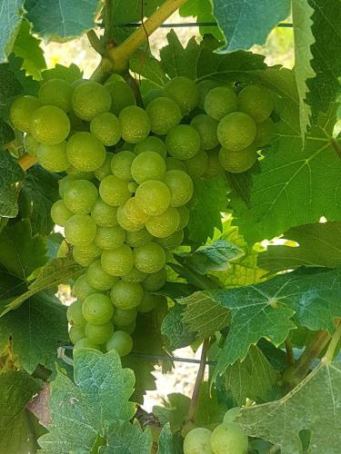 A Holiday To Remember In Stunning Piedmont