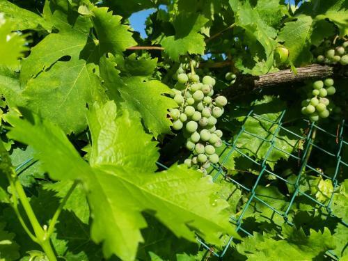 Apartamento Villa La Mucchia - Orchidea