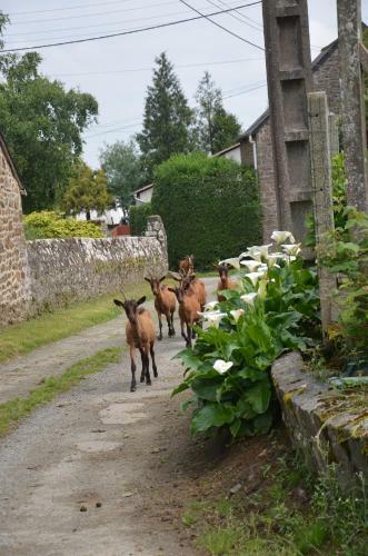 G�te De Charme - Potager Des Bords De Rance