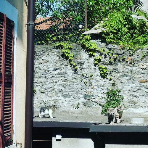Apartamento House Of Cats