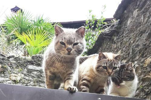 Apartamento House Of Cats