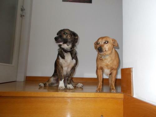 Apartamento El Campiz�l