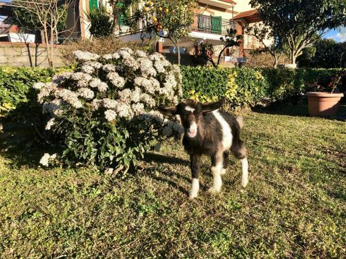 B&B Annetta