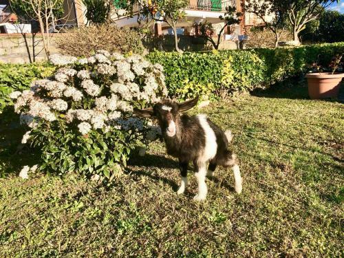 B&B Annetta