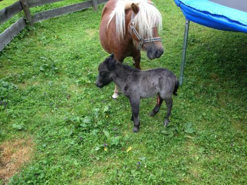 Hostal Hammerwirt - Forellenhof