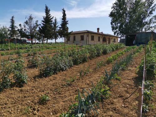 Bed & Breakfast Masseria Le Querciole