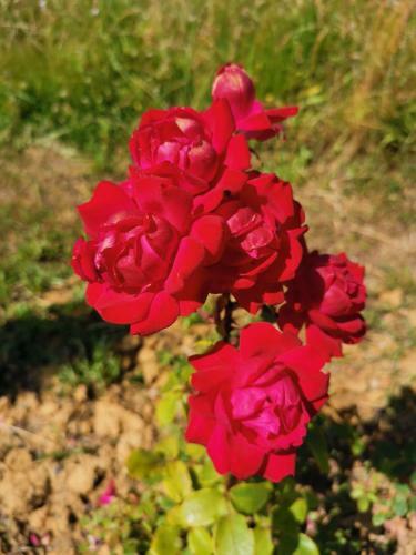 Bed & Breakfast Masseria Le Querciole