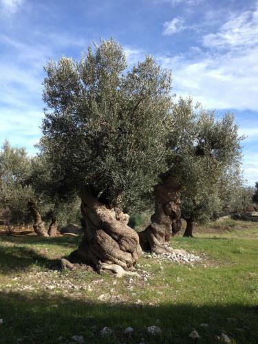 Bed & Breakfast Masseria Purgatorio