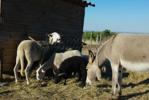 Bed & Breakfast La Maison Dans Les Nuages