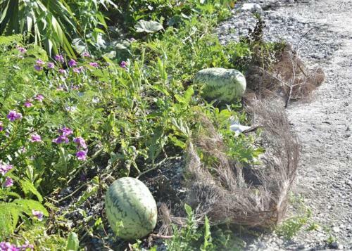 Cupid's Way By Eleuthera Vacation Rentals