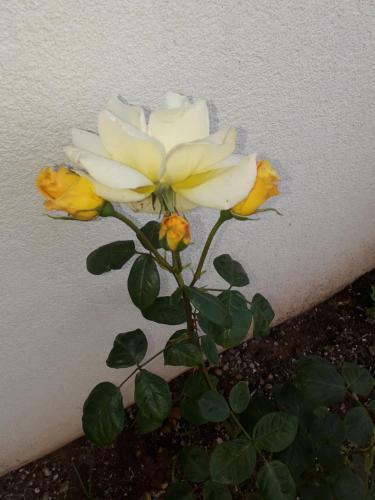 Casa Delle Rose