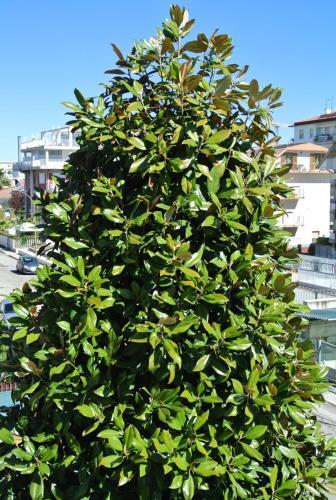 Apartamento Magnolia22
