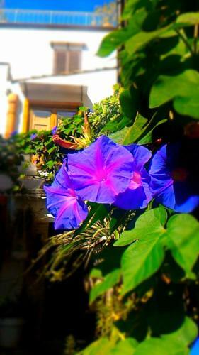 Cortile Suez
