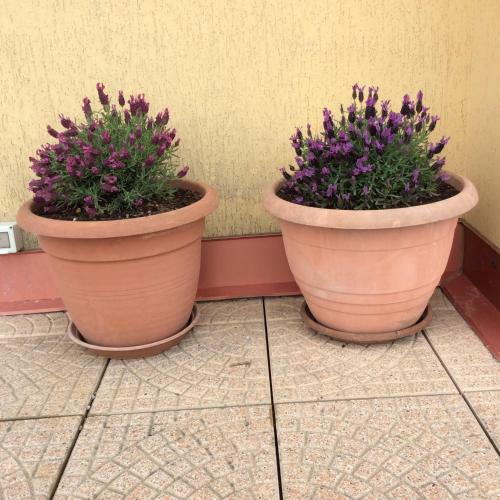 Apartamento Portese La Terrazza Di Piero