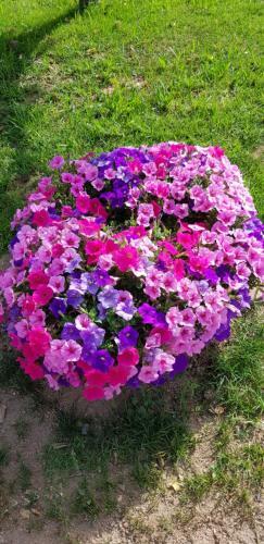 Bed & Breakfast B & B Gli Oleandri