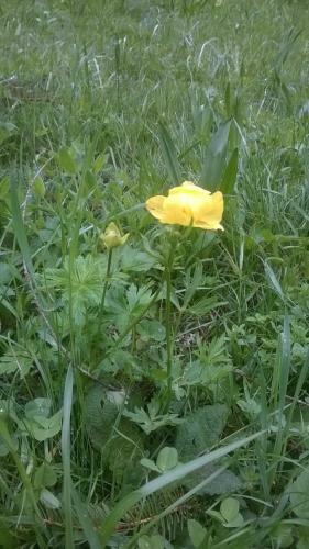 B&B Il Tulipano