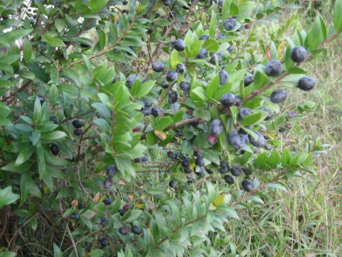 La Suara Tolta 2