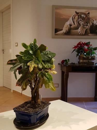 Apartamento L' Attico Di Kely