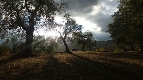 Podere Di Maggio - Canvas Tent Chestnut