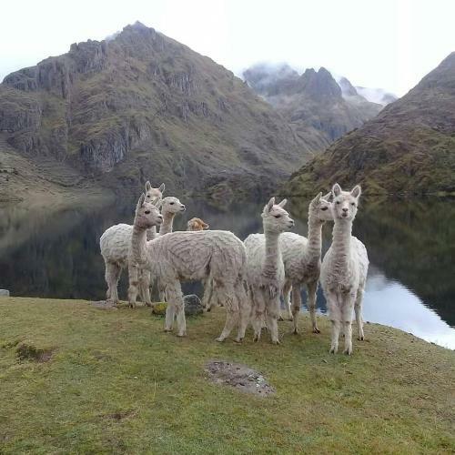 Hostal Cusco Homestay Kinsaccocha