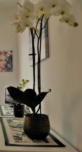Apartamento Cristina Home Centralissimo Citra , 008055-lt-1538
