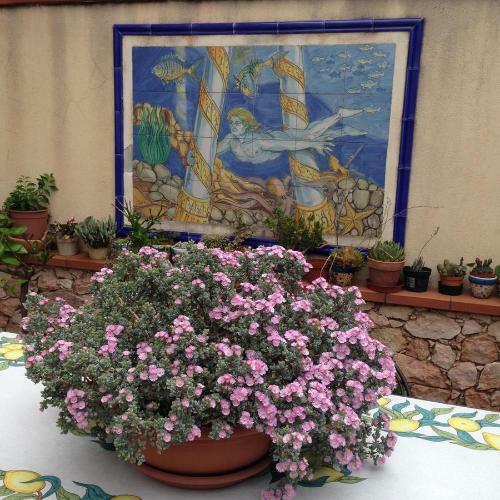 Bed & Breakfast Colapesce