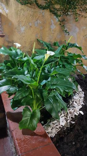 Apartamento Il Giardino Sul Corso
