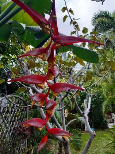 Heliconia Guest House