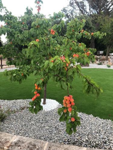 Apartamento Il Trullo Bianco