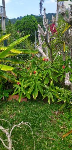 Hostal Orchid Sunset Guest House