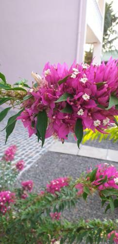 Hostal Orchid Sunset Guest House