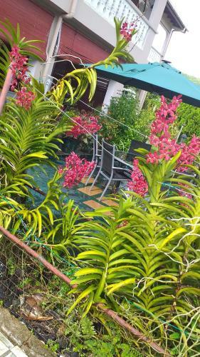 Hostal Orchid Sunset Guest House