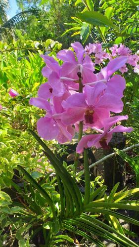 Hostal Orchid Sunset Guest House