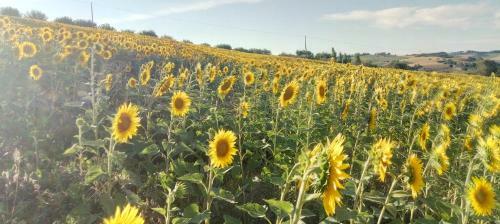 Agroturismo Barbagianni