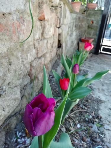 B&B Querceto