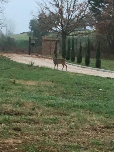 Podere Abbazia B&B