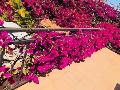 Hostal Petite Flower Guest House