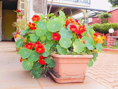 Hostal Petite Flower Guest House