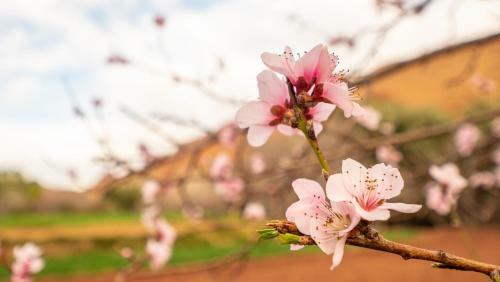 Hotel Auberge Atlas Dades