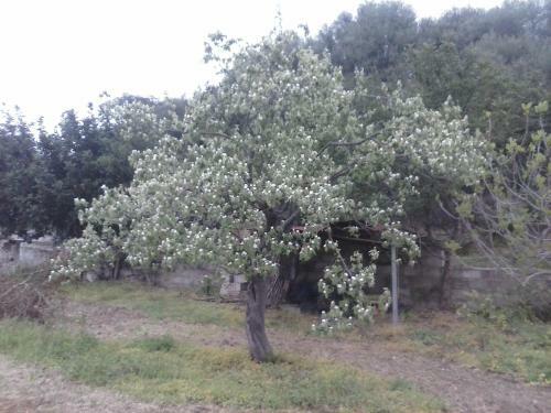 Apartamento Agriturismo "pirastreri"