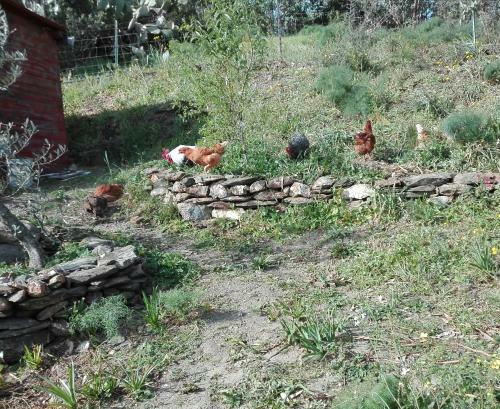 Agroturismo Agriturismo Cuccuru E Jana